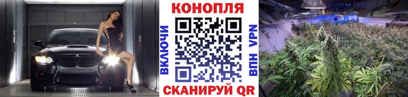 Бошки Шишки гибрид  ссылка на мегу ссылки  Торжок  как найти закладки 